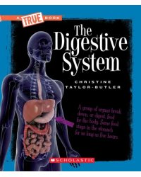 The Digestive System