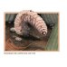 An Earthworm's Life