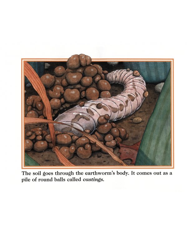 An Earthworm's Life