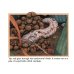 An Earthworm's Life