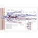 The Human Body Book