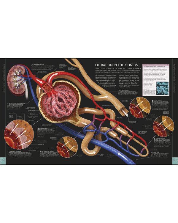 The Human Body Book