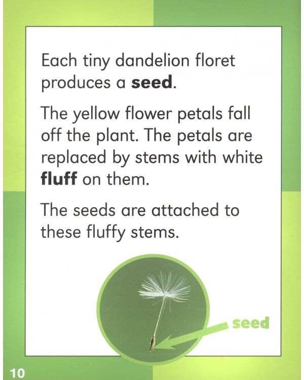 From Seed to Dandelion