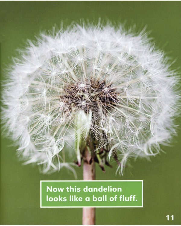 From Seed to Dandelion