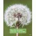 From Seed to Dandelion