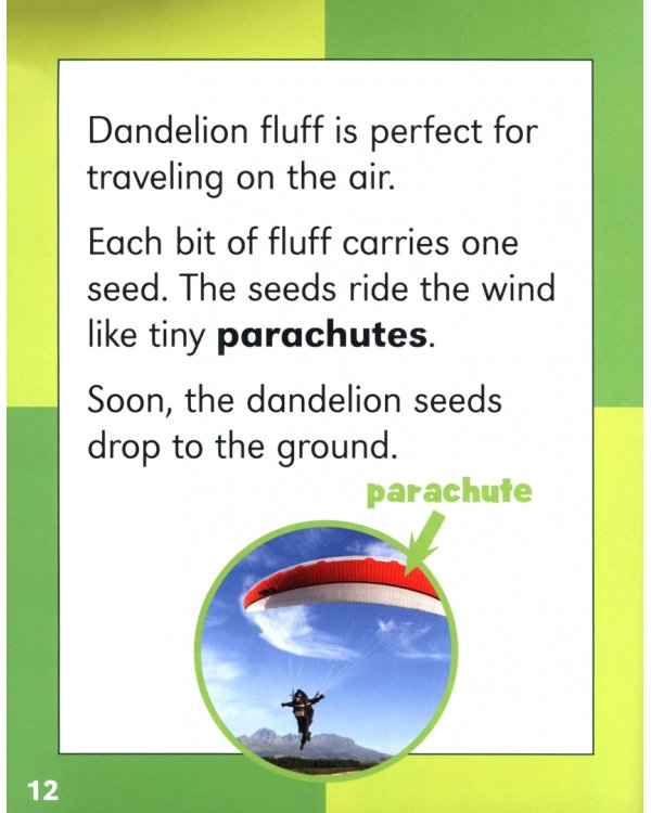 From Seed to Dandelion