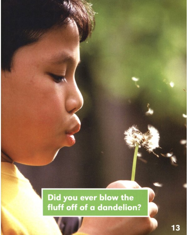 From Seed to Dandelion