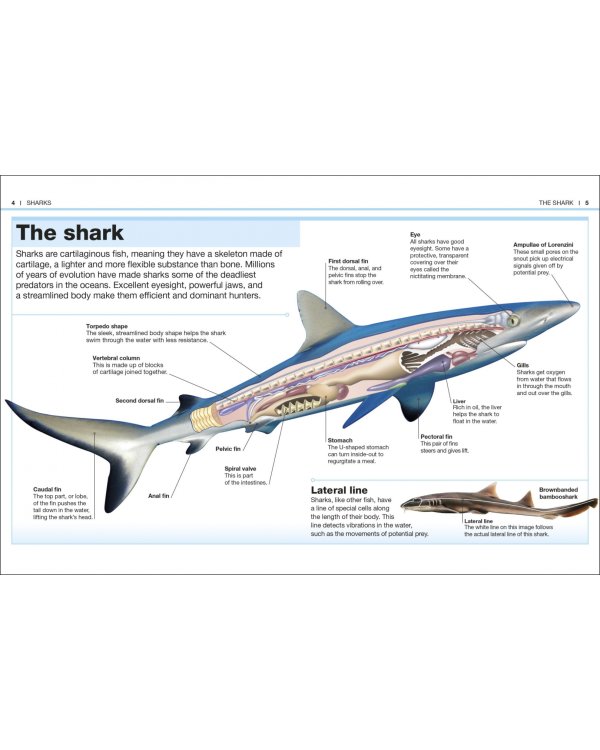 Sharks. Facts at Your Fingertips