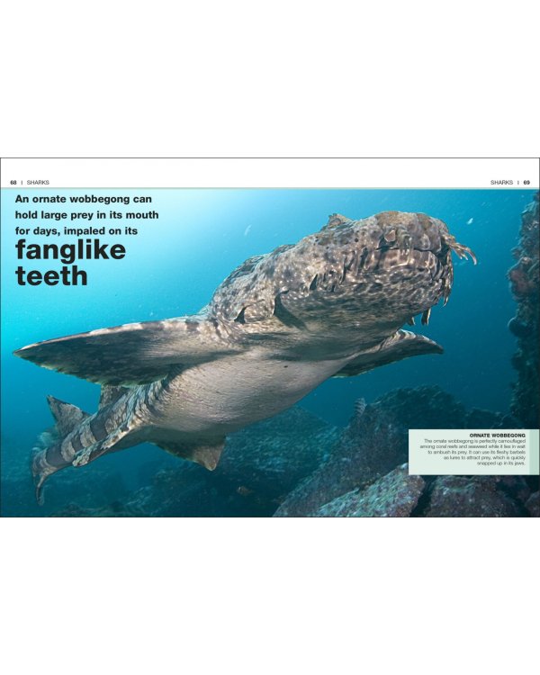 Sharks. Facts at Your Fingertips