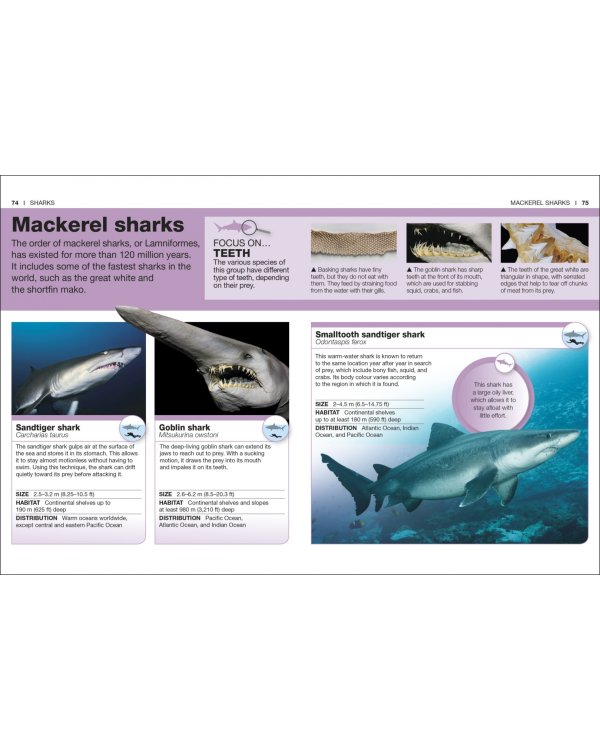 Sharks. Facts at Your Fingertips