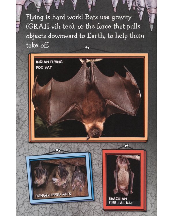 Дополнительное изображение книги «Bats»