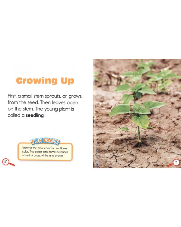 Seed to Plant
