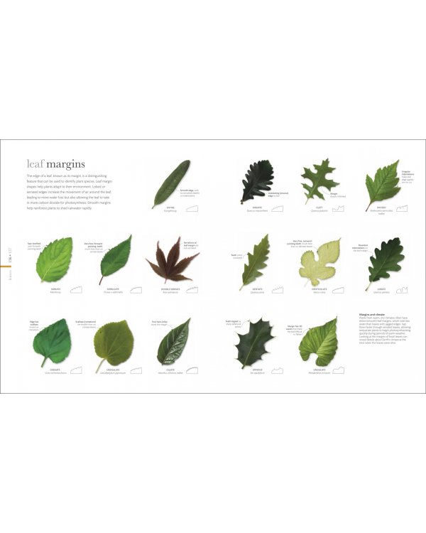 The Science of Plants. Inside their Secret World