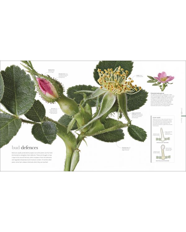 The Science of Plants. Inside their Secret World