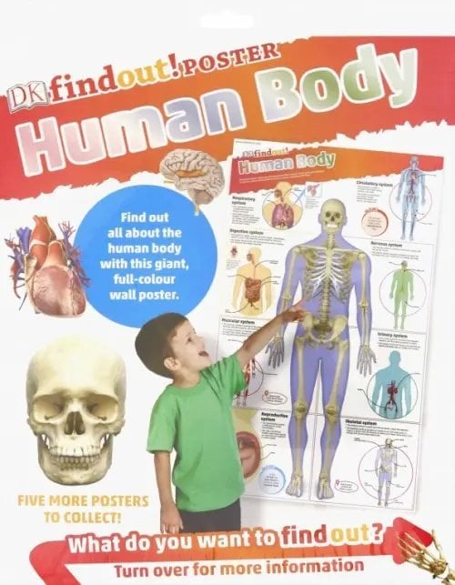 DKfindout! DKfindout! Human Body Poster