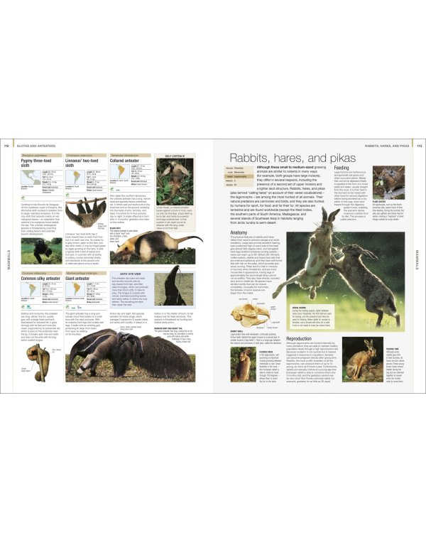 Animal. The Definitive Visual Guide
