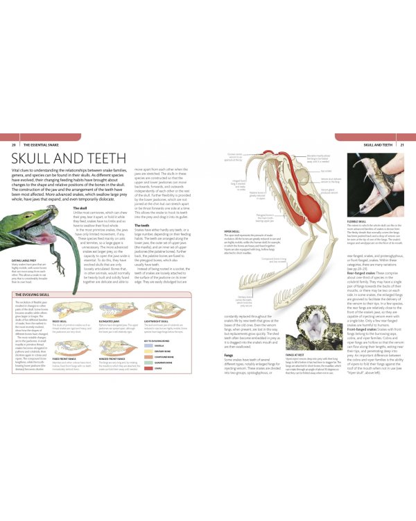 Snake. The Essential Visual Guide