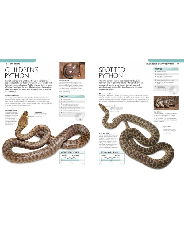 Snake. The Essential Visual Guide