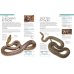Snake. The Essential Visual Guide