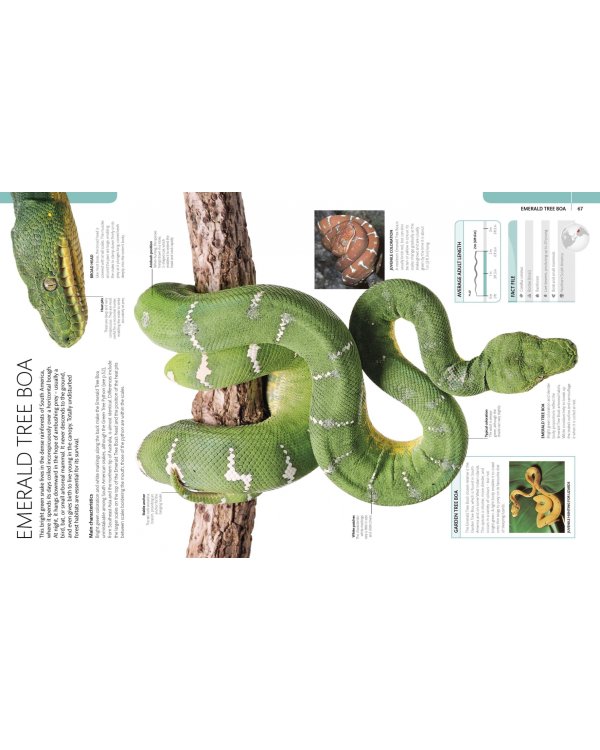 Snake. The Essential Visual Guide