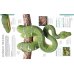 Snake. The Essential Visual Guide