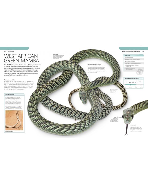 Snake. The Essential Visual Guide