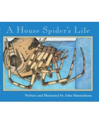 A House Spider's Life