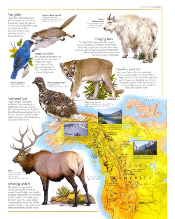 Дополнительное изображение книги «Animal Atlas. A Pictorial Guide to the World's»