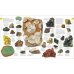 The Natural History Book. The Ultimate Visual Guide to Everything on Earth