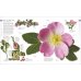 The Natural History Book. The Ultimate Visual Guide to Everything on Earth
