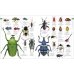 The Natural History Book. The Ultimate Visual Guide to Everything on Earth