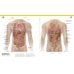 The Complete Human Body. The Definitive Visual Guide