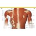 The Complete Human Body. The Definitive Visual Guide