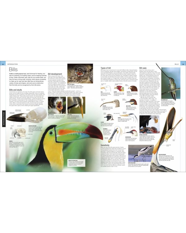 Bird
