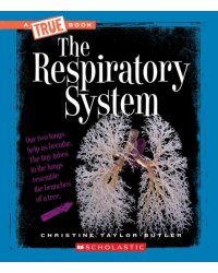 The Respiratory System