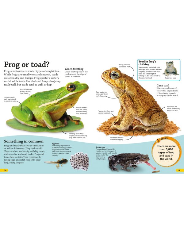 Reptiles and Amphibians