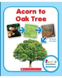 Acorn to Oak Tree