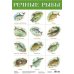 Дополнительное изображение книги «Комплект из 10 обучающих плакатов для детей 4-5 лет»