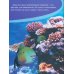 Мир коралловых рифов Красного моря
