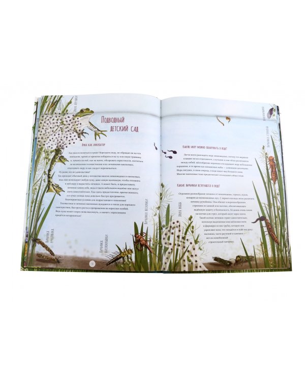 Лужа. Открываем многообразие мира, скрытого от нашего взора