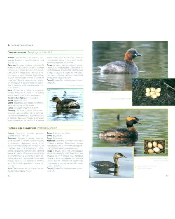 Птицы Москвы и Подмосковья. Полный определитель