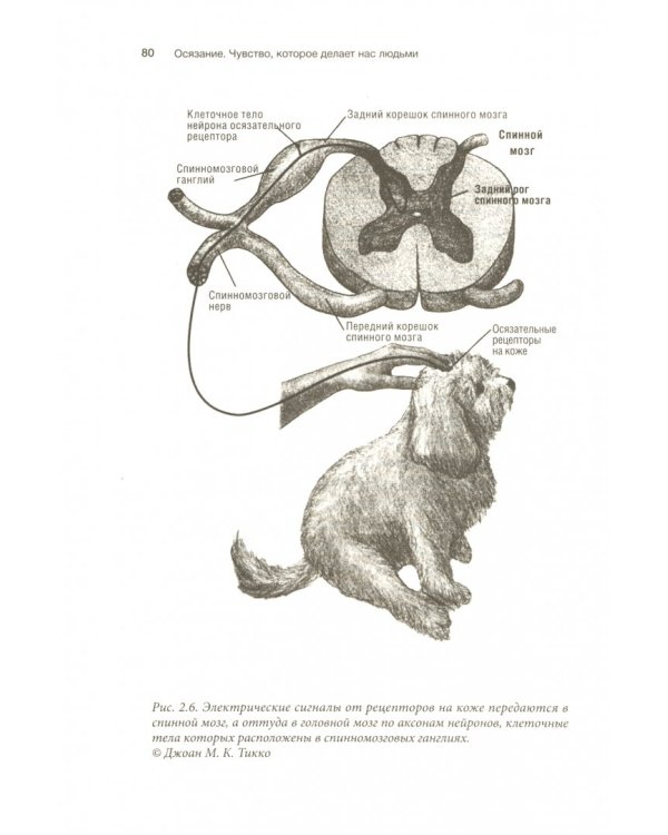 Осязание. Чувство, которое делает нас людьми