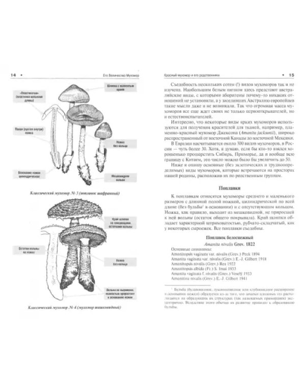 Его Величество Мухомор