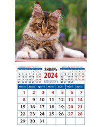 2024 Календарь Котенок Мейн-кун