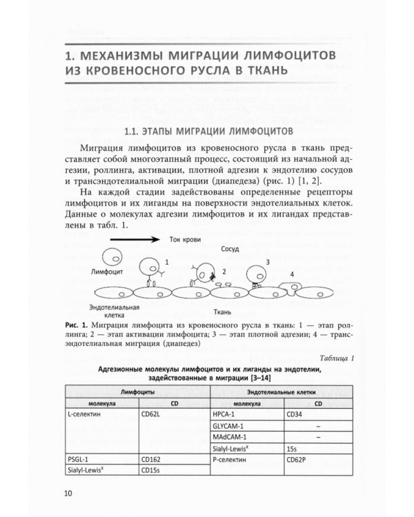 NK-клетки и клетки трофобласта. Механизмы взаимореагирования