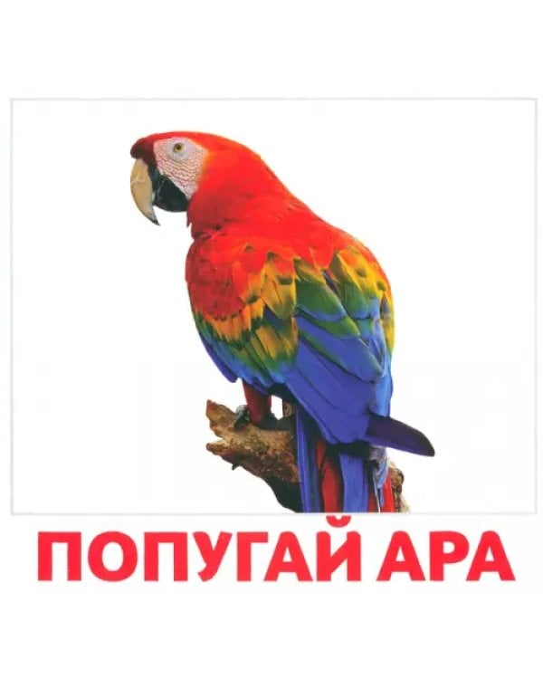 Водные жители и птицы. 40 карточек