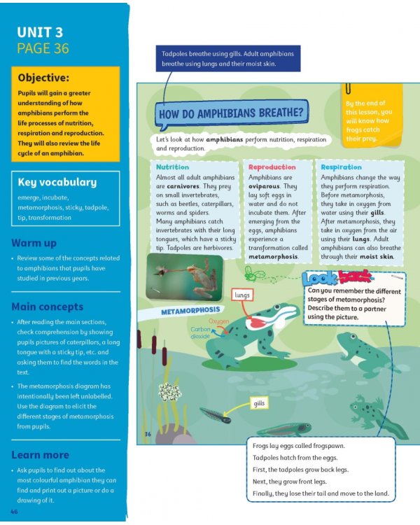 Science Skills. Level 4. Teacher's Book with Downloadable Audio
