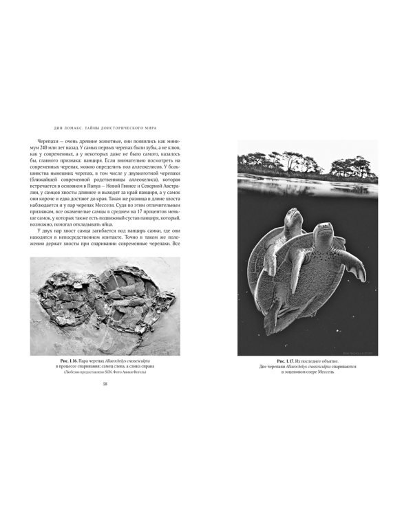 Дополнительное изображение книги «Тайны доисторического мира»