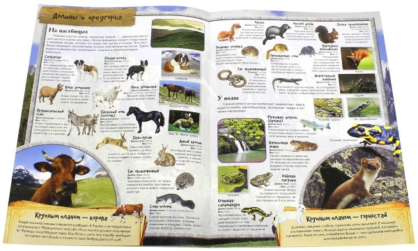 Книжки с наклейками/познавательные МегаZOOпанорама. Горы