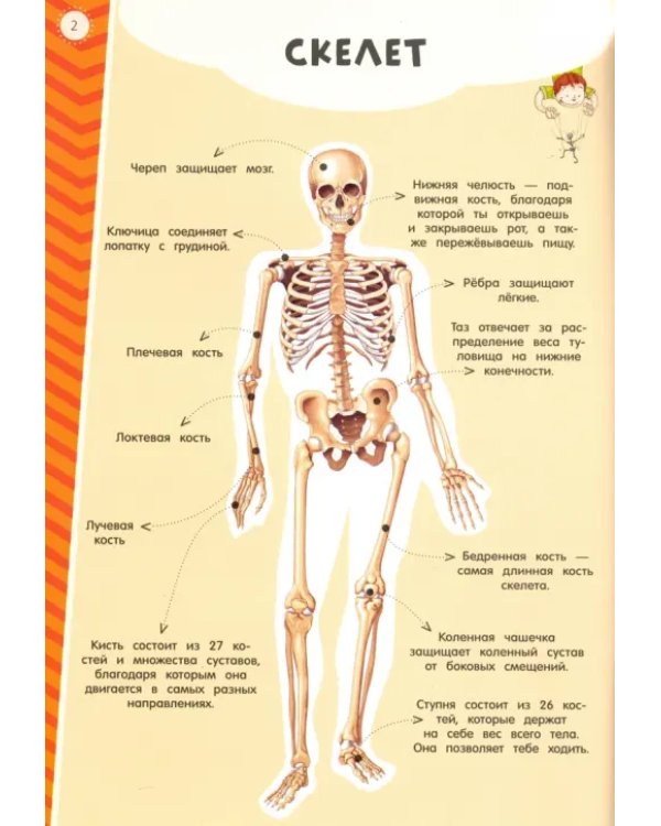 Мой атлас с наклейками. Тело человека